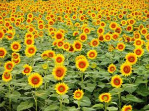 温暖大家庭，成长你我他